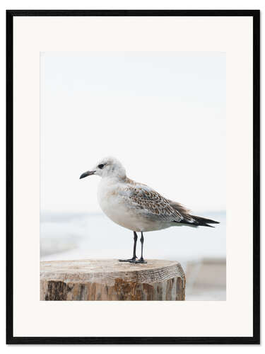 Framed art print Möwe am Pier