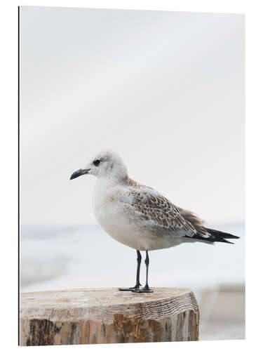 Gallery print Möwe am Pier