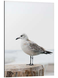 Magnettafel Möwe am Pier