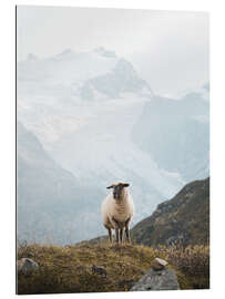 Gallery print Sheep in the Swiss Alps