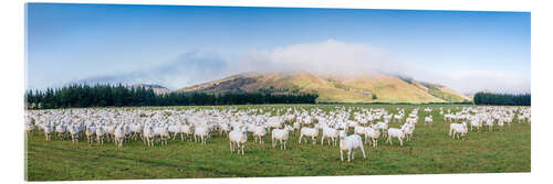 Acrylic print Flock of sheep