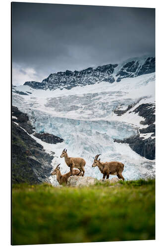 Aluminium print Three ibex in the Bernese Alps