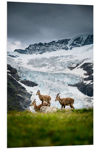 PVC-taulu Three ibex in the Bernese Alps