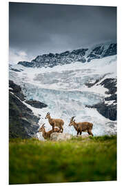 Foam board print Three ibex in the Bernese Alps