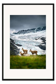 Gerahmter Kunstdruck Drei Steinböcke in den Berner Alpen
