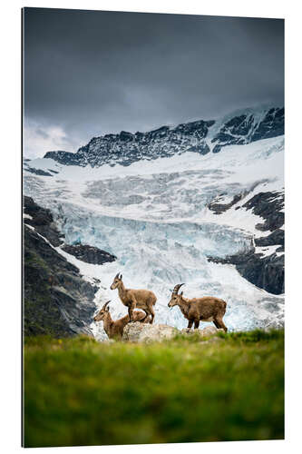 Galleriprint Three ibex in the Bernese Alps