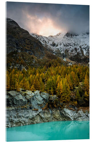 Acrylglas print Larch forest in evening mood