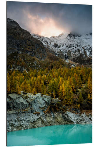 Aluminium print Larch forest in evening mood