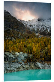 Foam board print Larch forest in evening mood