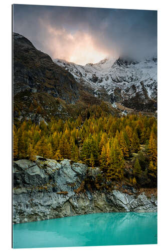 Gallery print Larch forest in evening mood