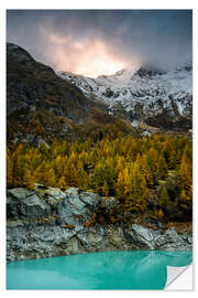 Självhäftande poster Larch forest in evening mood