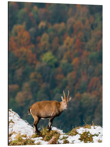 Aluminium print Ibex over autumn forest