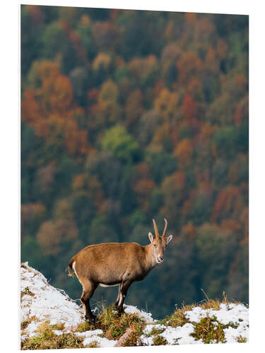 Tableau en PVC Bouquetin sur forêt d'automne