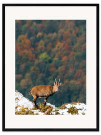 Gerahmter Kunstdruck Steinbock über Herbstwald