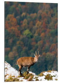 Galleriprint Ibex over autumn forest