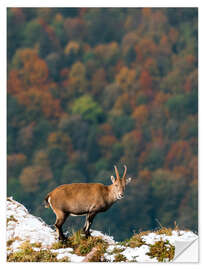 Sticker mural Bouquetin sur forêt d'automne