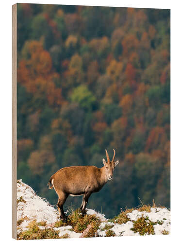 Holzbild Steinbock über Herbstwald