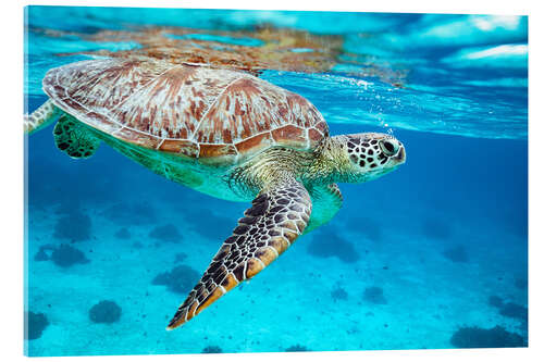 Akryylilasitaulu Sea turtle diving