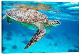 Tableau sur toile  Sea turtle diving - Matteo Colombo