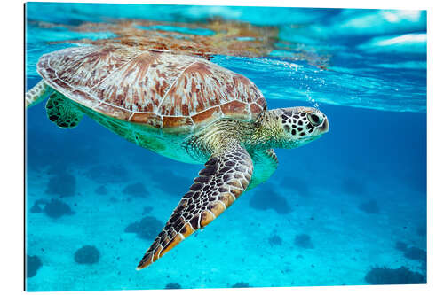 Gallery print Sea turtle diving