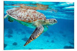 Magnettafel Meeresschildkröte taucht ab