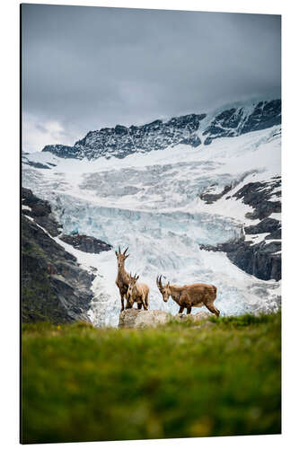 Print på aluminium Ibex family in front of glacier in the Swiss Alps