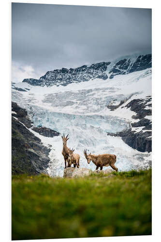 Tableau en PVC Famille de bouquetins en face du glacier dans les Alpes suisses