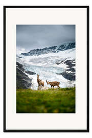 Gerahmter Kunstdruck Steinbock-Familie vor Gletscher in den Schweizer Alpen