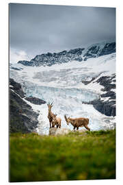 Galleriprint Ibex family in front of glacier in the Swiss Alps