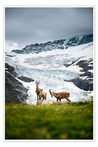 Poster Steinbock-Familie vor Gletscher in den Schweizer Alpen