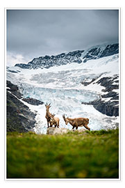 Obraz  Ibex family in front of glacier in the Swiss Alps - Marcel Gross