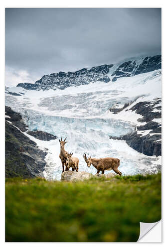 Sticker mural Famille de bouquetins en face du glacier dans les Alpes suisses