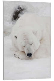 Tableau en aluminium Relaxed polar bear settled down to sleep