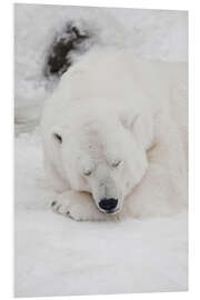 Foam board print Relaxed polar bear settled down to sleep