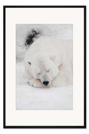 Gerahmter Kunstdruck Schlafender Eisbär