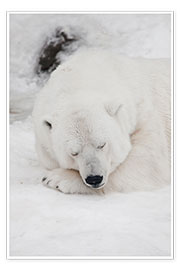 Poster  Relaxed polar bear settled down to sleep - Mikhail Semenov