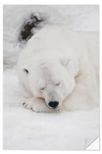 Sisustustarra Relaxed polar bear settled down to sleep