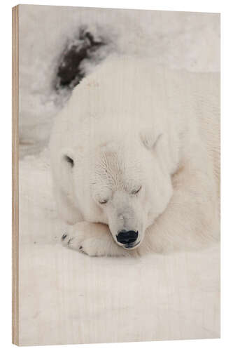 Cuadro de madera Relaxed polar bear settled down to sleep