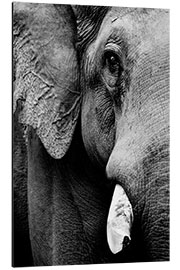 Tableau en aluminium Portrait of an Indian elephant