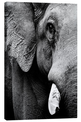 Quadro em tela Portrait of an Indian elephant