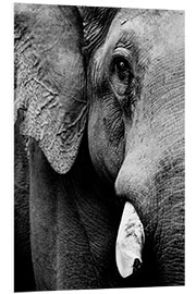 Foam board print Portrait of an Indian elephant