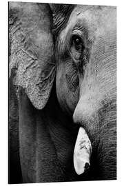 Magnettafel Porträt eines Indischen Elefanten