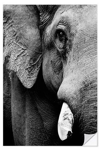 Naklejka na ścianę Portrait of an Indian elephant