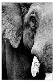 Selvklæbende plakat Portrait of an Indian elephant