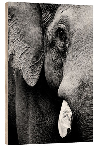 Wood print Portrait of an Indian elephant