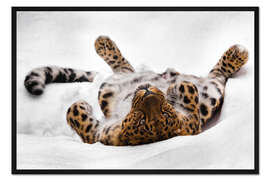 Gerahmter Kunstdruck Amurleopard relaxt im Schnee