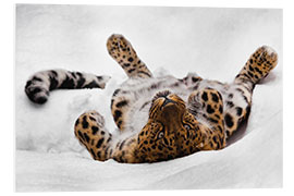 Foam board print Far Eastern leopard lying in the snow