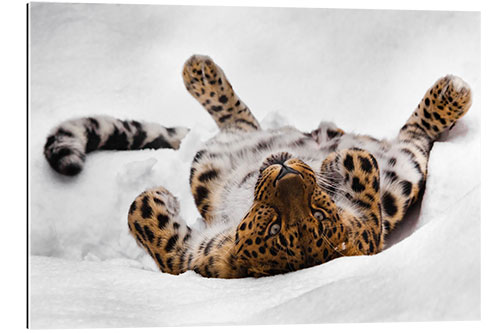 Gallery print Far Eastern leopard lying in the snow