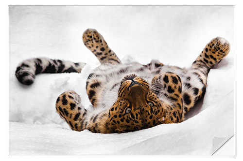 Naklejka na ścianę Far Eastern leopard lying in the snow