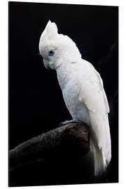 Aluminium print Beautiful white cockatoo